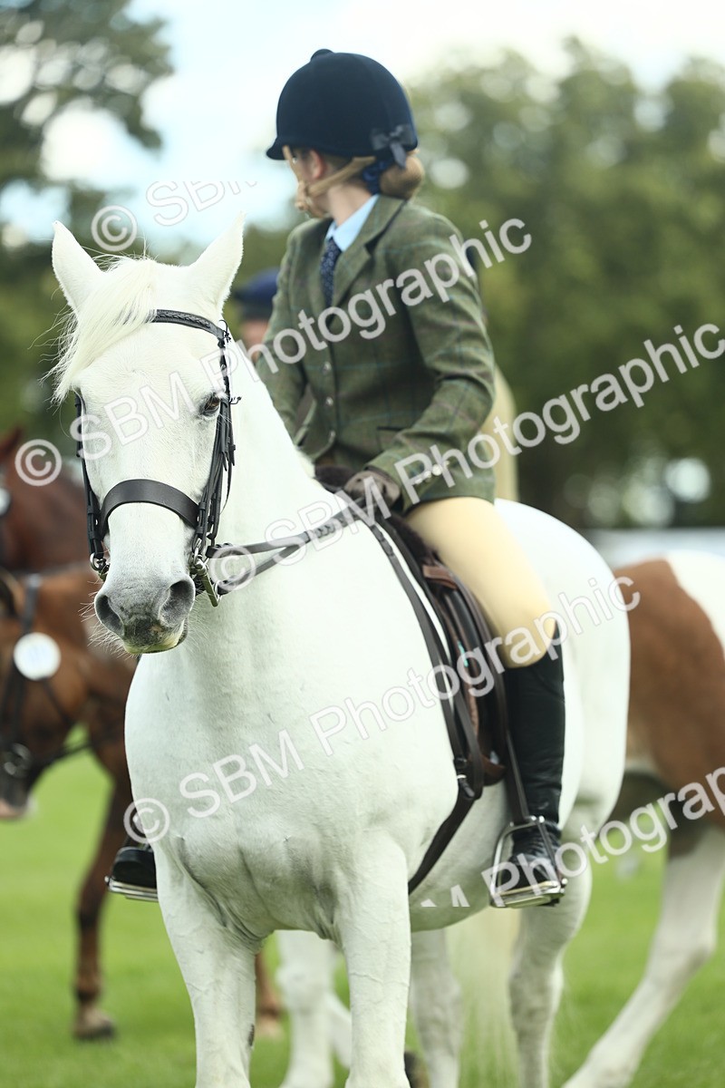 SBM_42161 - S29 - Novice & Newcomers Working Hunter Pony