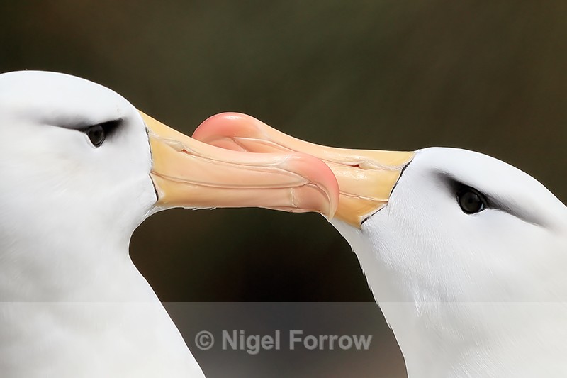 Black-browed Albatrosses greeting each other, West Point Island - Black-browed Albatross