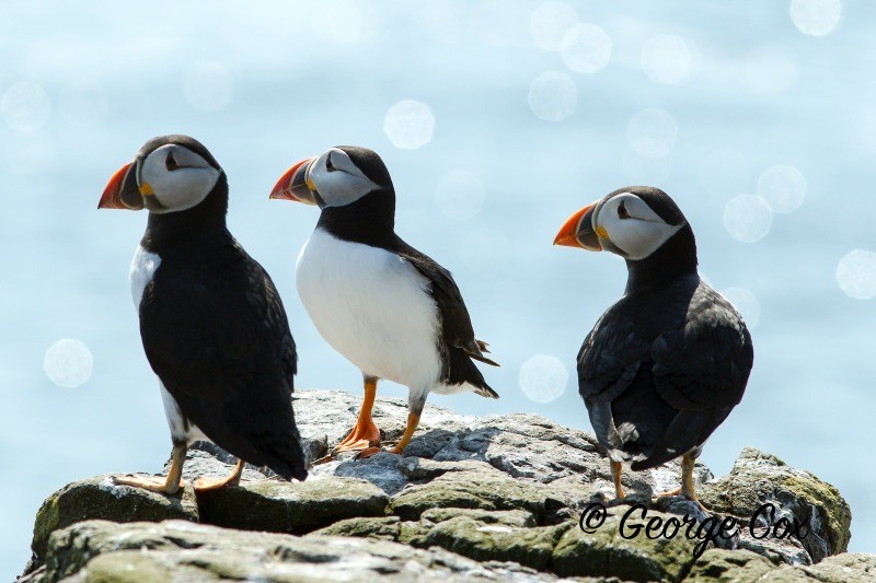 Pufin Farne Islands