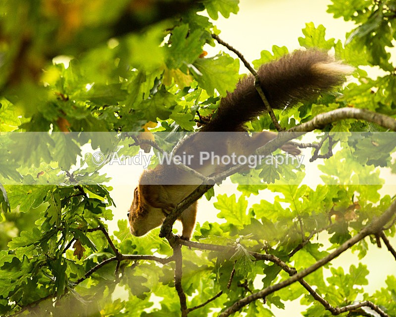 20131001-3K8A6428 - Red Squirrel