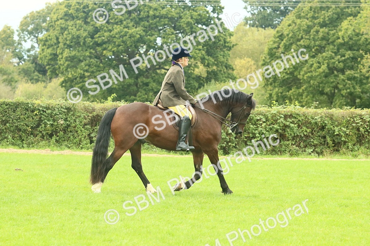 SBM_71832 - S60 - Mountain & Moorland Ridden Large Breeds