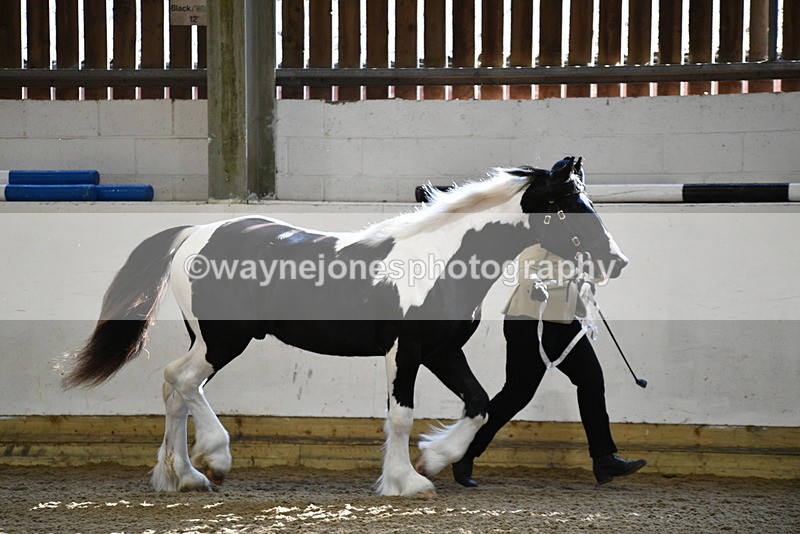 WJ5_3433 - Class 1 Youngstock