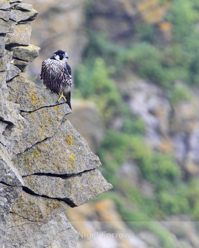 Peregrine (juvenile) perched on a cliff ledge at Durlston - Peregrine Falcon