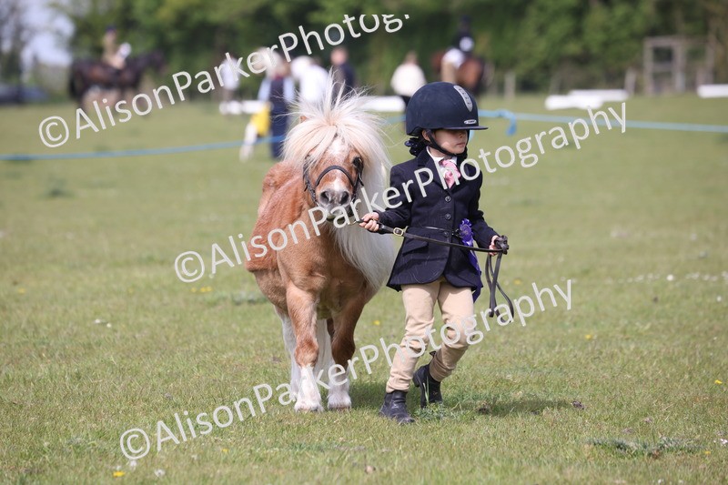 20260426-3171 - Class 26 - Shetland Ponies and Minitures