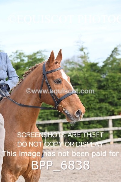 BPP_6838 - RING 1  (RIDDEN HORSES / IN HAND / VETERAN ETC)