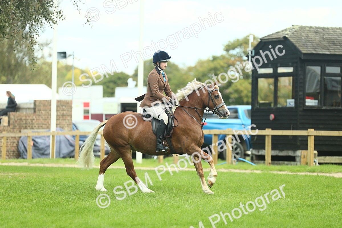 SBM_42810 - S30 - M&M Working hunter Pony