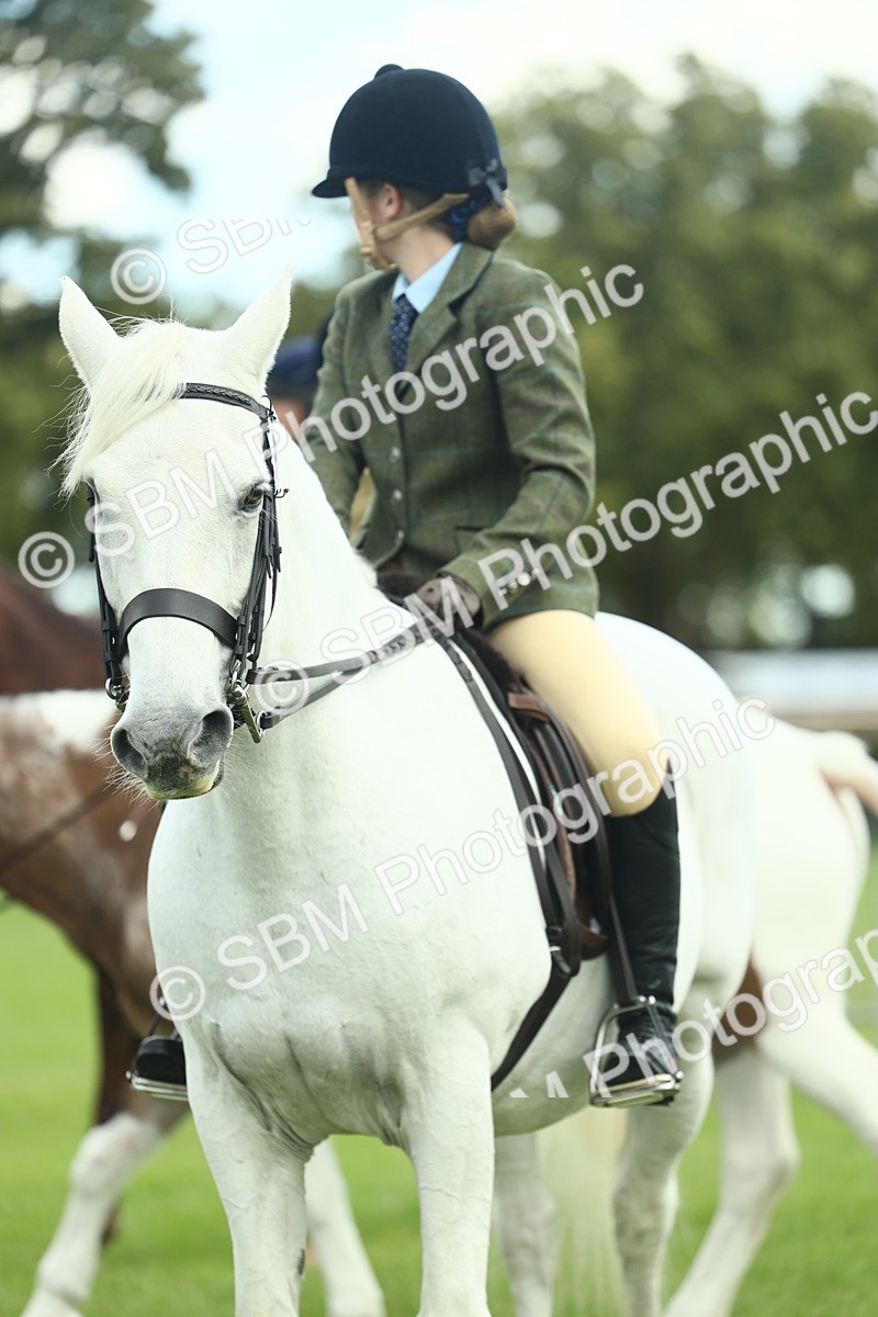 SBM_42162 - S29 - Novice & Newcomers Working Hunter Pony
