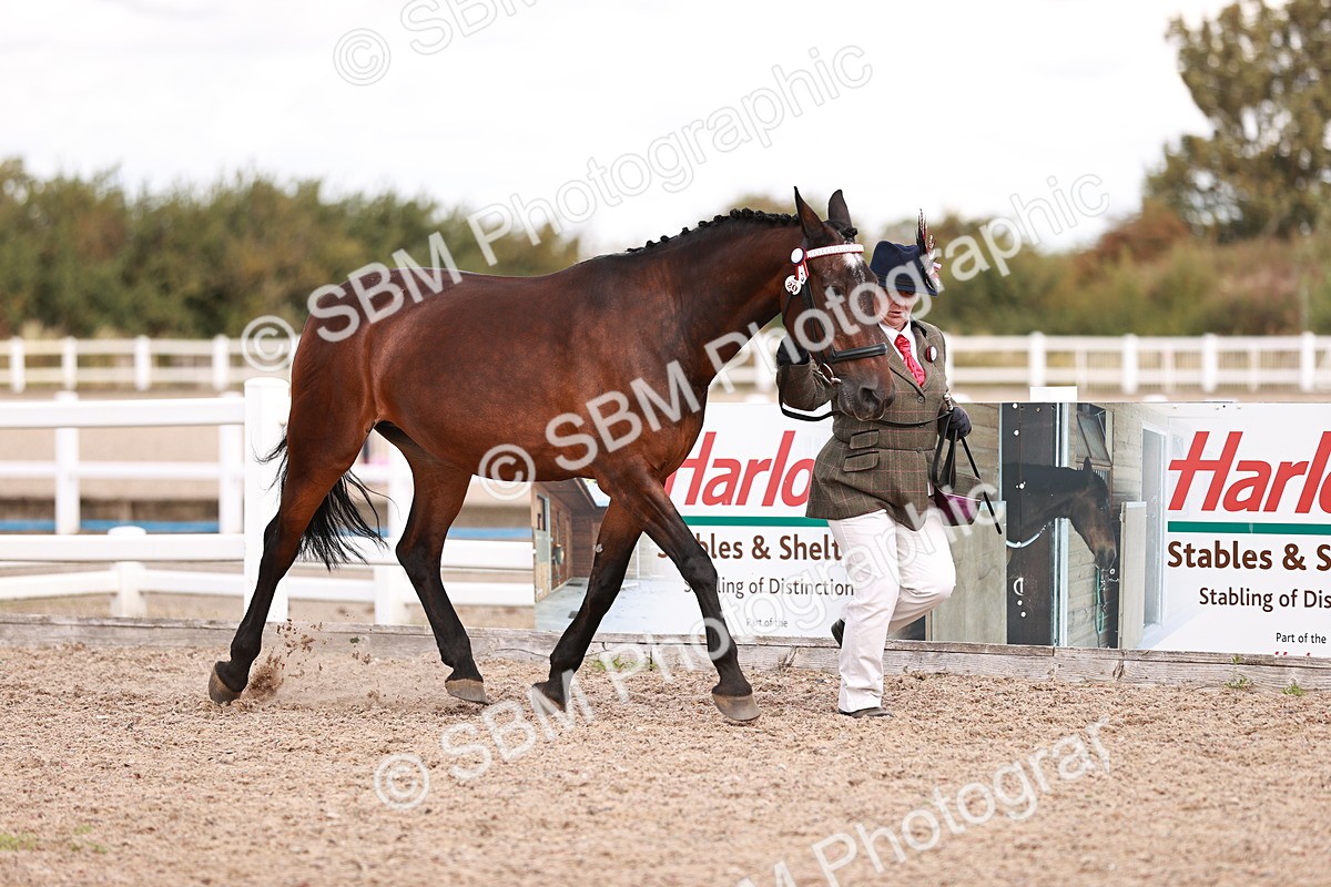 SBM_14190 - Class 407 - IH Hack Riding Horse