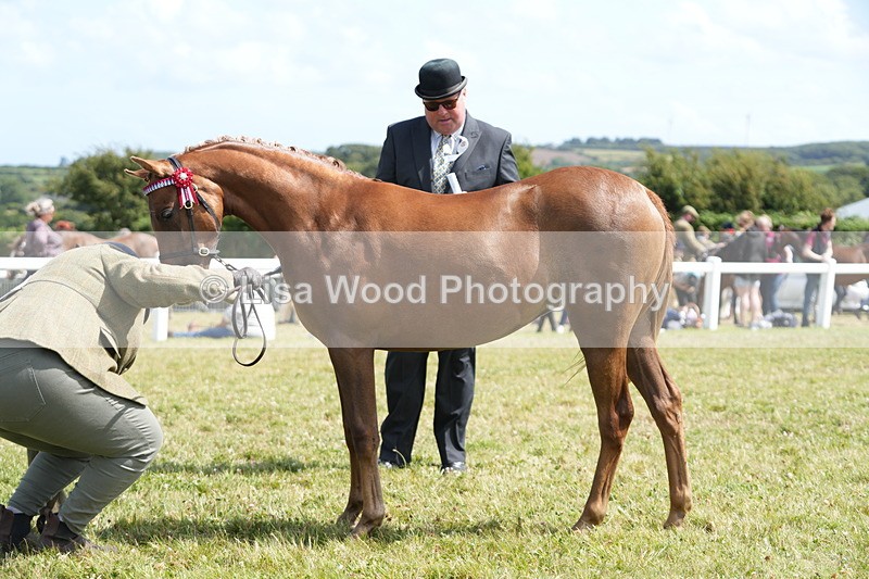 DSC07267 - Class 67: NPS SP Youngstock