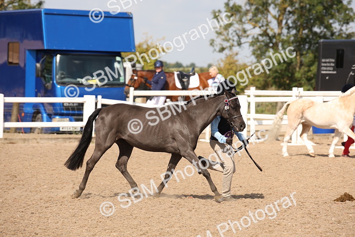 SBM_03087 - Class 17 Prettiest Mare IH or Ridden