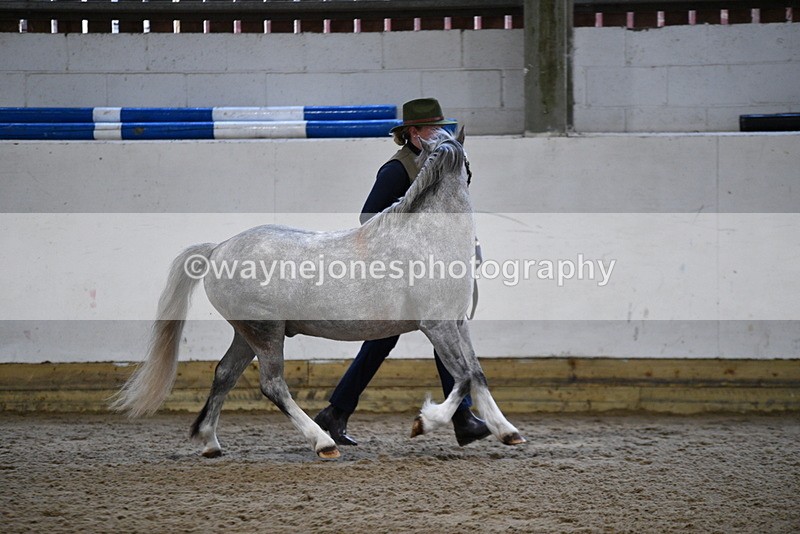 WJ5_5213 - Class 4 In hand M&M - small breeds