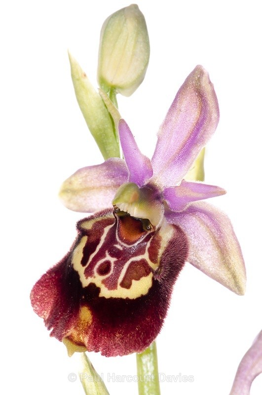  - WB: Orchids - Ophrys