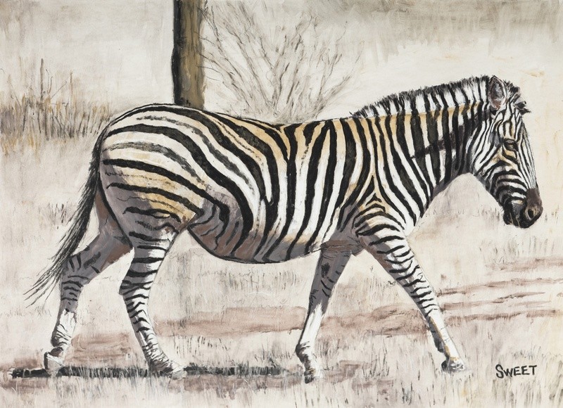 Zebra Charcoal - Paintings