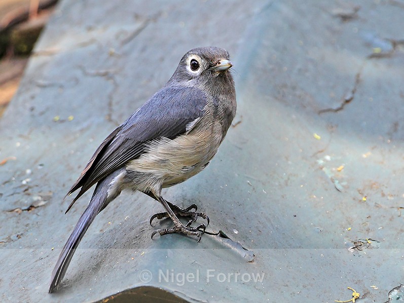 White-eyed Slaty Flycatcher perched on a roof - White-eyed Slaty Flycatcher