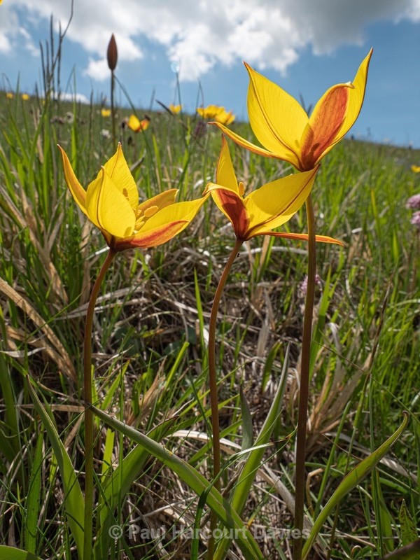 Wild Tulips (Tulipa australis  also T. sylvestris ssp australis) growing above  the Piano Grande - Flowers in the Landscape - 2