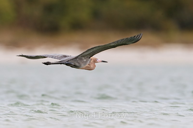 Reddish Egret in flight, Florida - Reddish Egret