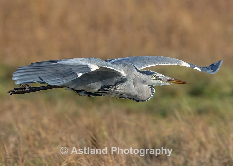 Astland Photography, Bird and Wildlife Images, Susan and Peter Wilson, U.K.