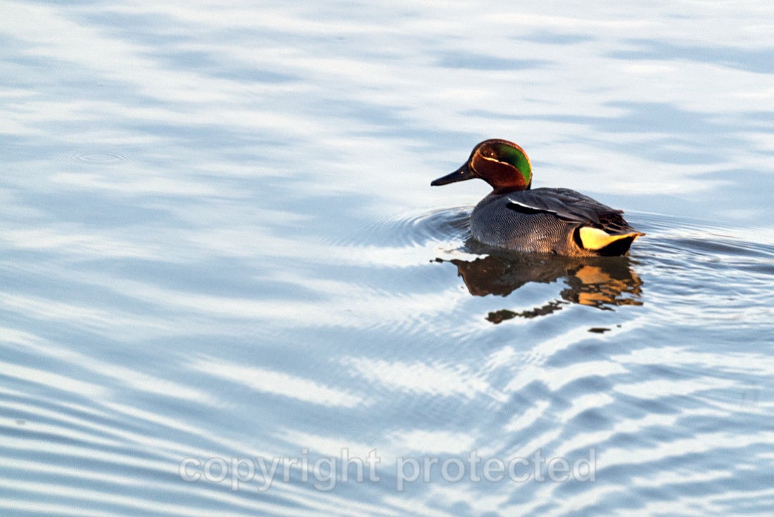 Teal - River Deben - Suffolk - Birds