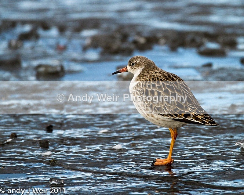 Ruff-1357 - Ruff