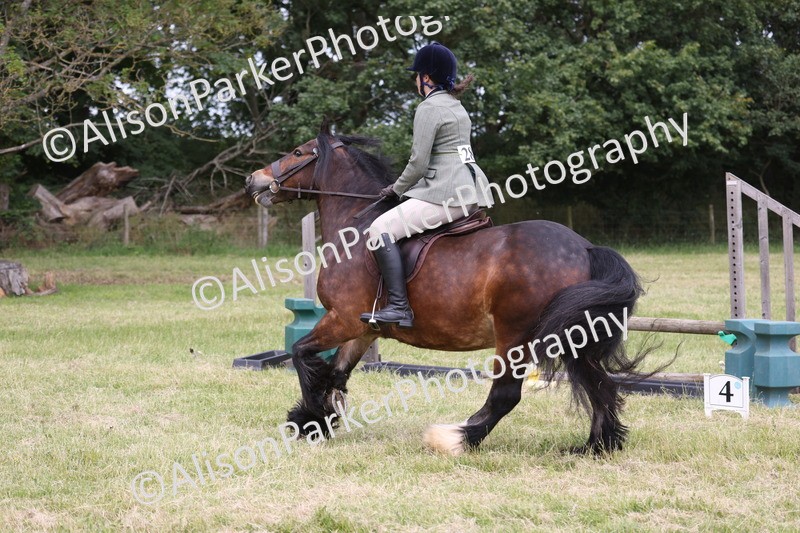 20260614-2940 - Class 22 - Open Working Hunter