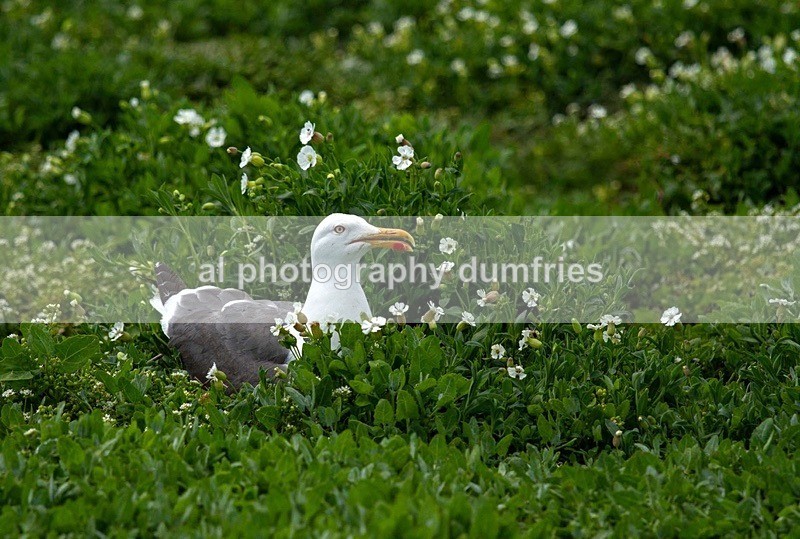 _CNP0516 - Farne Isles