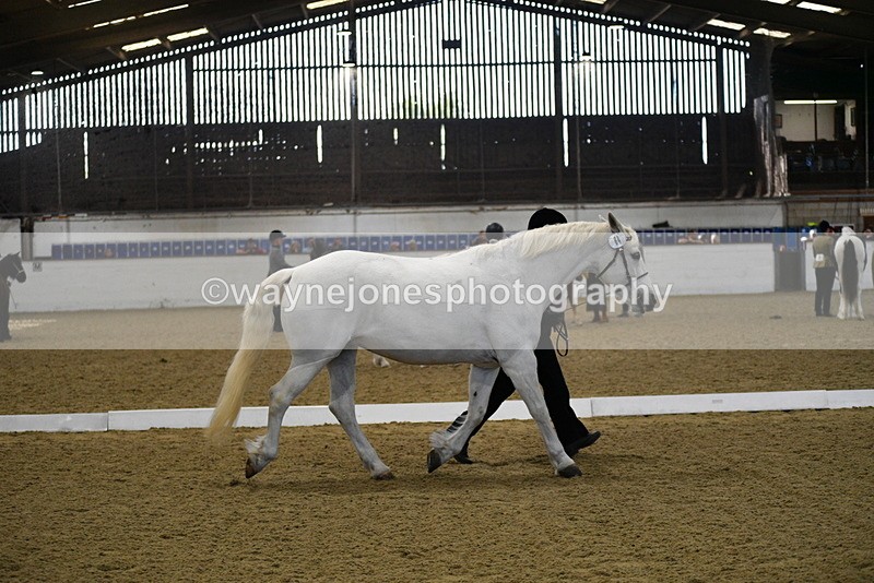 WJ5_3714 - Class 5 In Hand Veterans