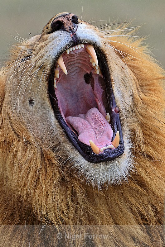 Close-up of yawning Lion in the Masai Mara - Lion
