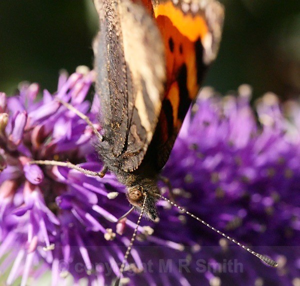 Butterfly 'Heads Up' - MACRO & CLOSE UPS