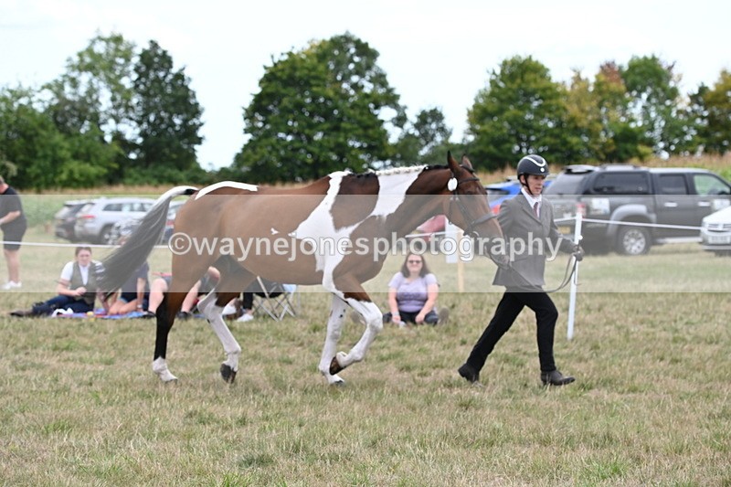 WJ6_6077 - Class 19 In-hand Veterans (Uploaded correct folder)