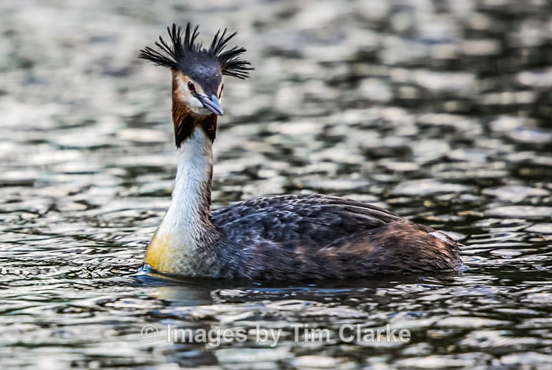 Grebe 3929322 - Wildlife