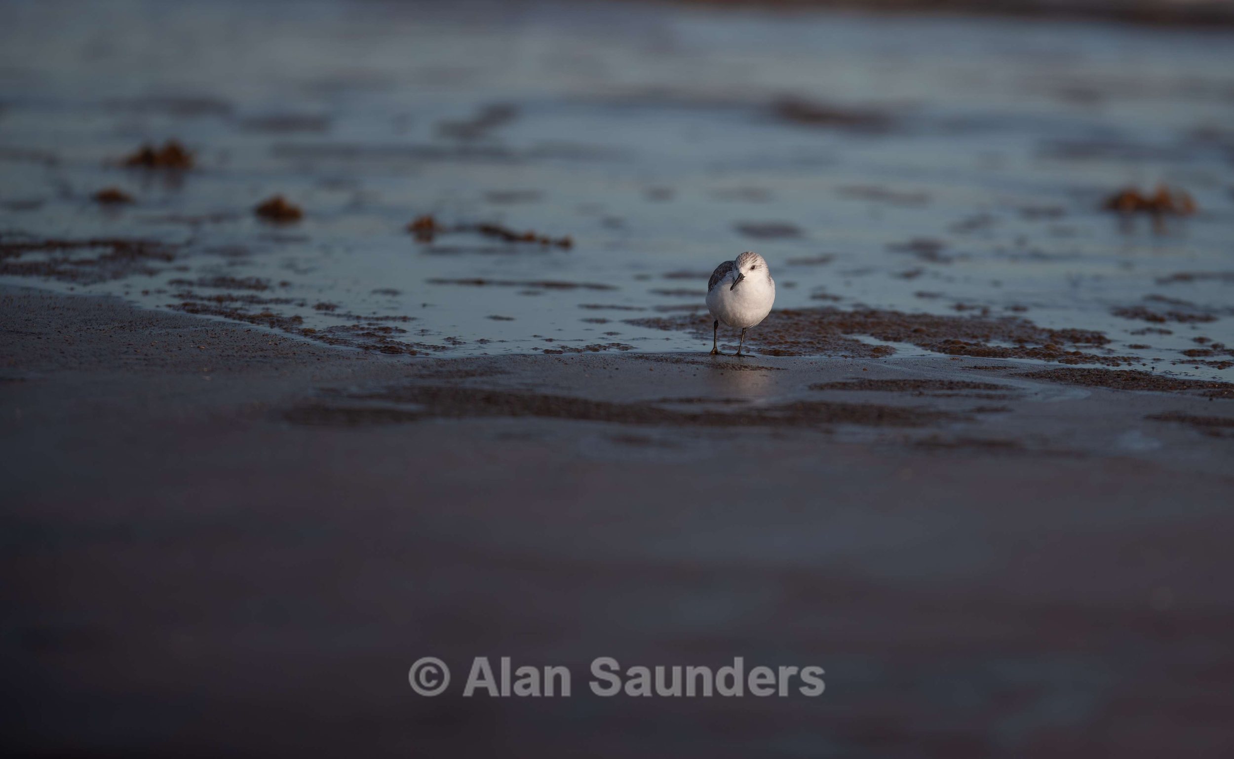 Sanderling 1