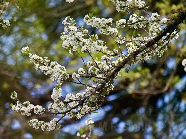 Blossom In My Garden - NEW GALLERY AS A SOUTH AFRICAN RESIDENT