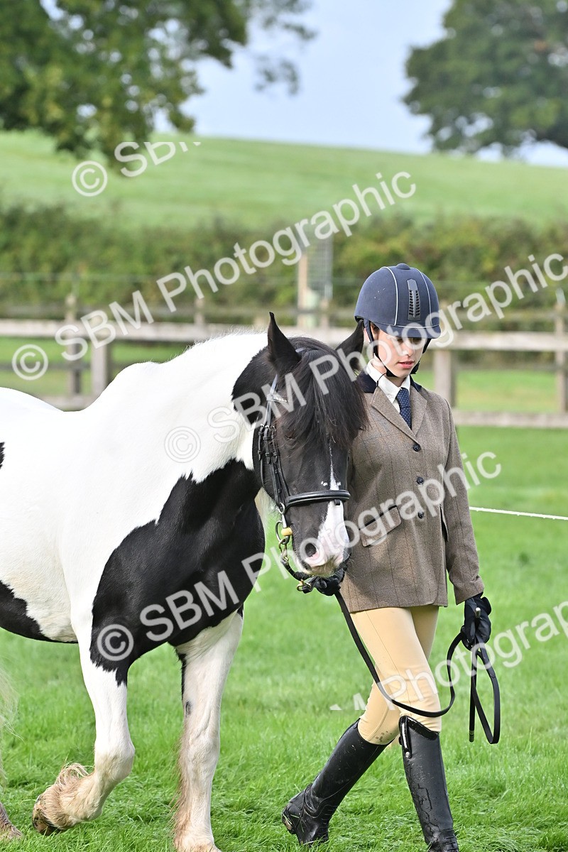 SBM_56863 - S45 - Coloured Pony In Hand