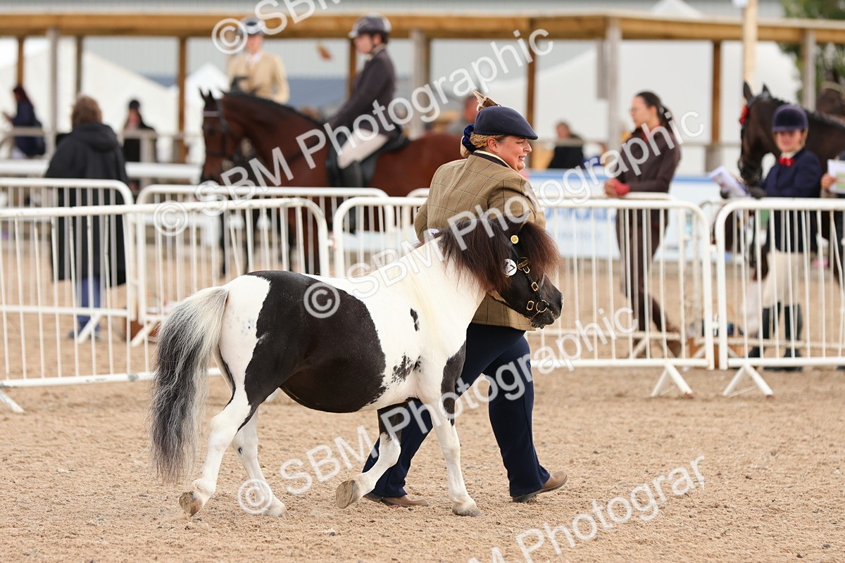 SBM_10321 - Class 206 - IH Non Show Type Pony