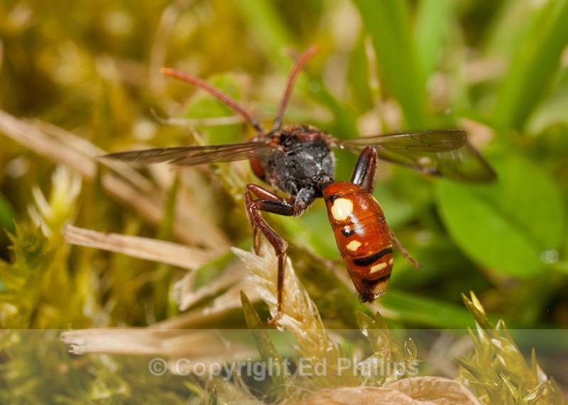 Nomada hirtipes (f) - Nomada hirtipes