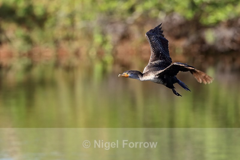 Double-crested Cormorant (juvenile) flying wings up, Florida - Double-crested Cormorant