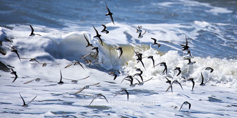  - Shorebirds