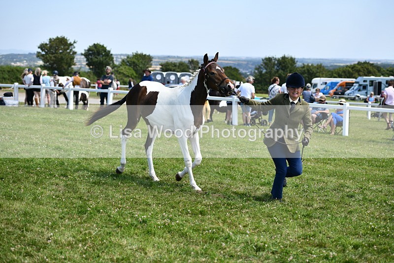 DSC_7504 - Class 63: Coloured Horse Youngstock