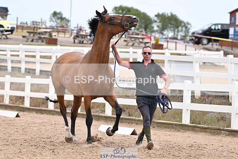 250716-155032-02217 - Trot Up 3.30 to 4.30