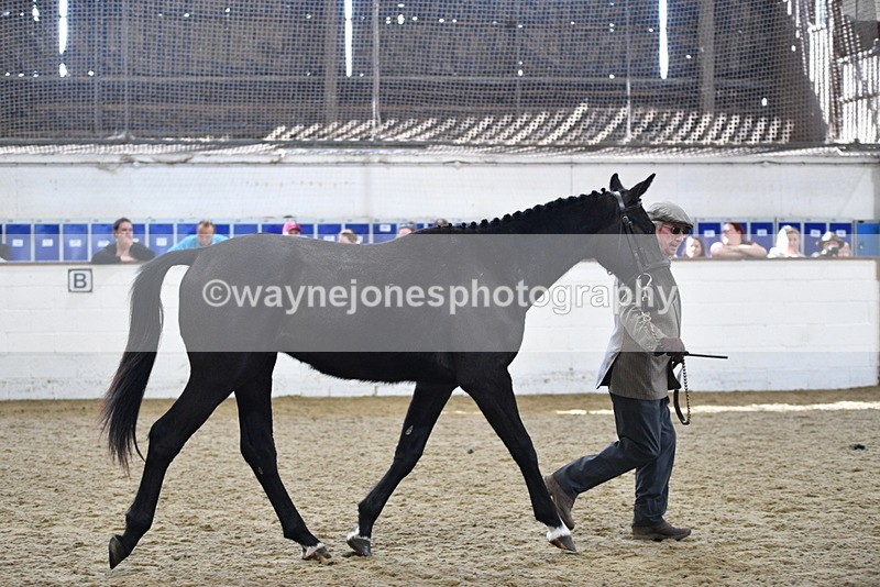 WJ5_4811 - Class 3 Part Bred In hand