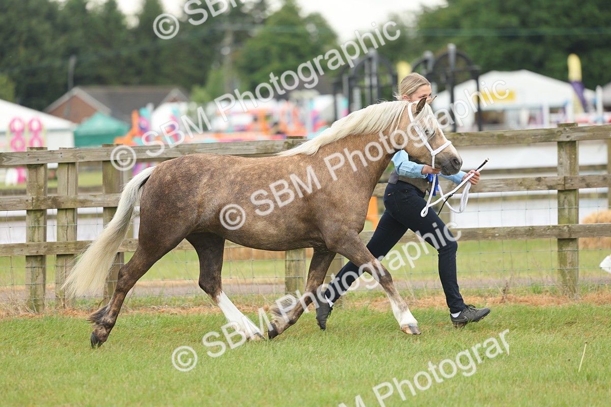 SBM_01676 - Class 50-57 - M&M Welsh Pony In Hand