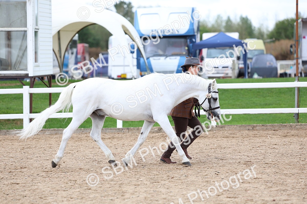 SBM_05111 - Class 27 - IH Competition Horse or Pony