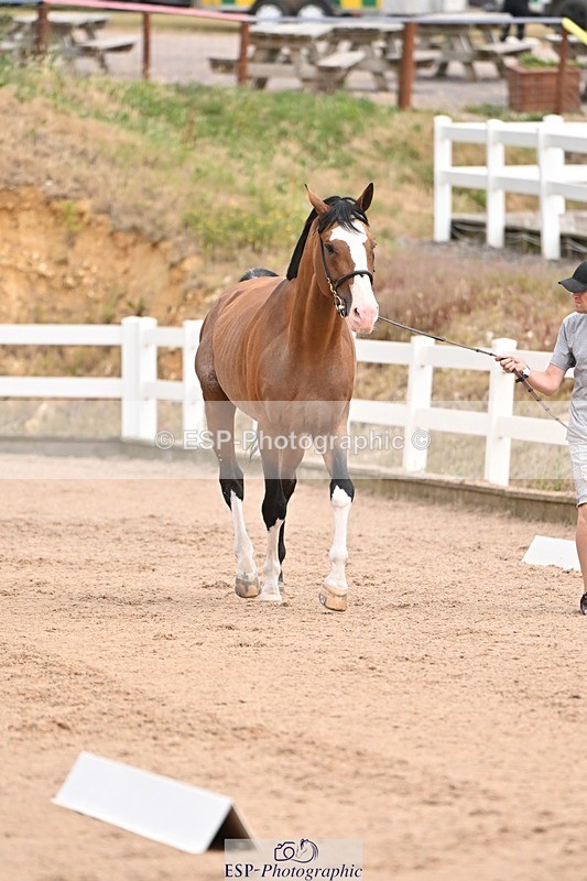 250716-150716-01645 - Trot Up 2.30 to 3.30