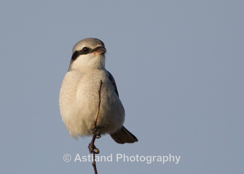 Astland Photography, Bird and Wildlife Images, Susan and Peter Wilson, U.K.