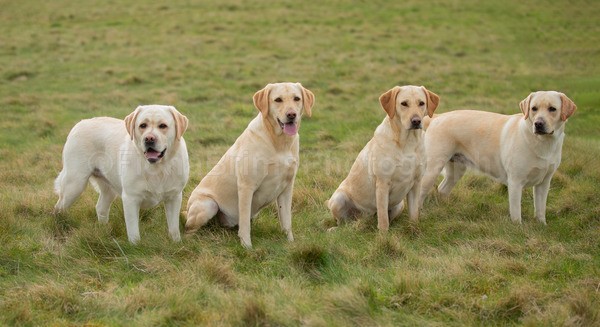 Troon Drive-66 - Troon Easter Monday Drive 2026