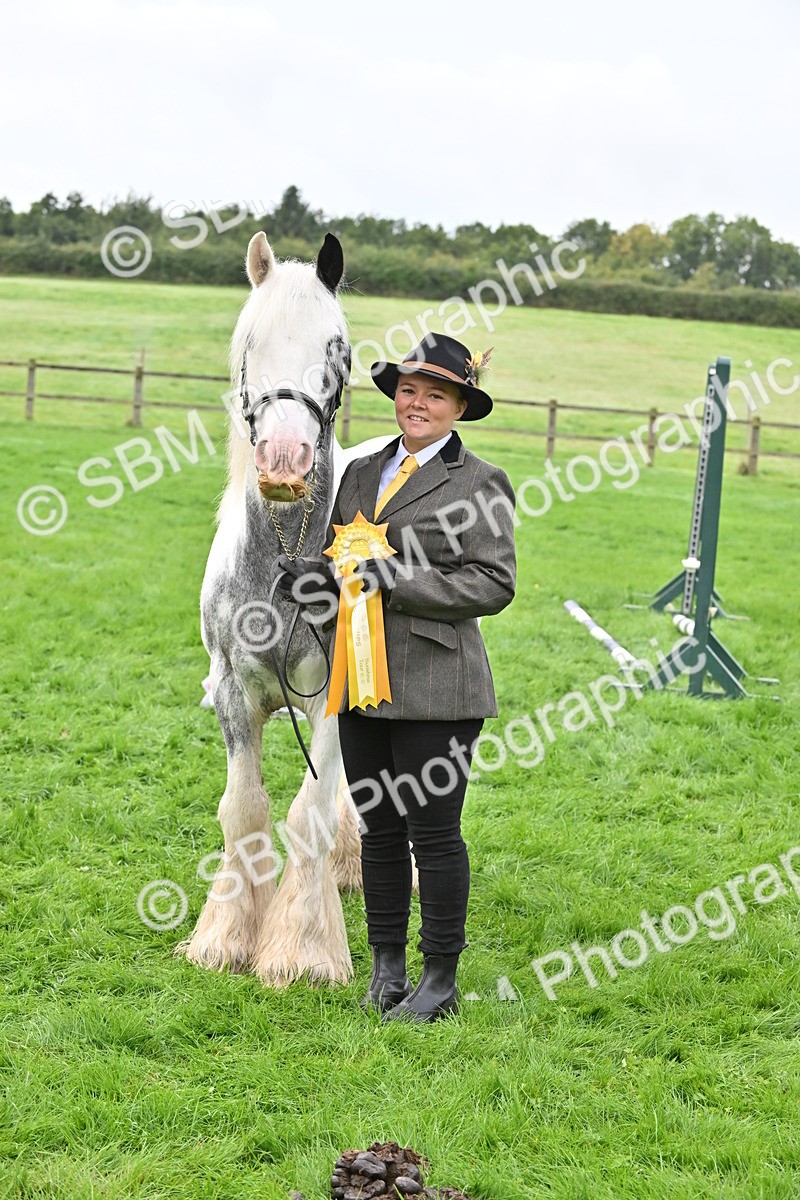SBM_56985 - S45 - Coloured Pony In Hand