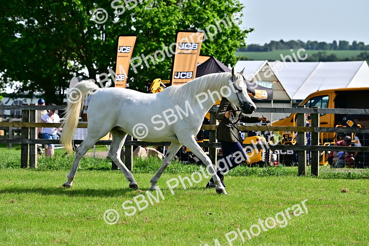 SBM_01052 - Class 46-49 - Arab and Part Bed-Anglo Arab In Hand