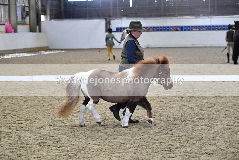 WJ5_4878 - Class 7 In hand coloured / odd coloured