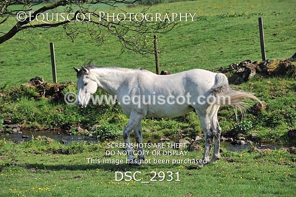 DSC_2931 - ARCHIVE REQUEST - Quincy and Guinness