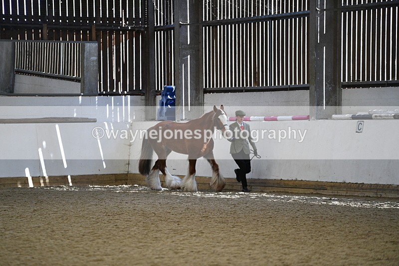 WJ5_5296 - Class 8 In hand cob